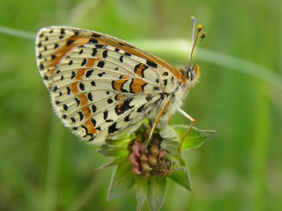 Quiz! Probabile Cynipidae sull''antenna di una farfalla